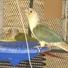 ذكرين كنيور