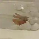سمكة فايتر للبيع ذكر