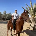 فرس شعبيه للبيع