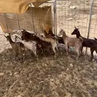جفرات جنوبيات وتيس فحل