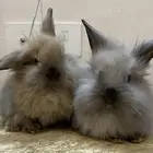 ارانب انقورا بني فاتح ورمادي