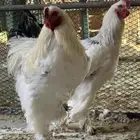 دجاج ( براهما كلومبي )