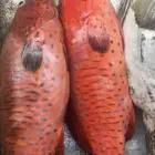 سمك   طازه