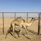 هجن بكره سلاله وشكل فل الفل