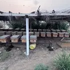 نحل للبيع