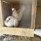 حمام للبيع