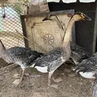 وز عراقي كوبرا