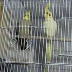 كروان جوز مطبقون جديد