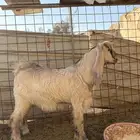 للبيع تيس اجم مشروع فحل