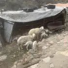 شاة متاومه