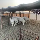 بهم حري نظيف