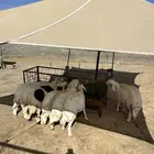 رخال جذعات دفيع