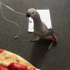 كاسكو افريقي