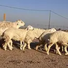 مراح حريات حرش اشباب مضاريع ودفيع