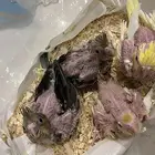 فروخ كروان