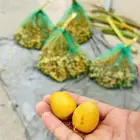 تمر برحي نجران