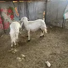 ضأن صفر
