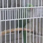 ببغاء دره للبيع