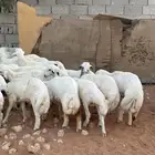 للبيع طليان ورخال