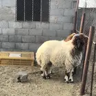 خروف نعيمي كنور