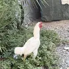 للبيع ديك كاشامو قزم