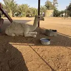 بكره للبيع عمره 6 شهور