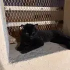 قط لونو اسود وعيونه لونها اخضر