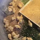 فروخ سمان تكساس بيور وعلى الشرط