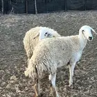 حريات ثنوات طيبات شرط