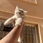 سكوتش استريت