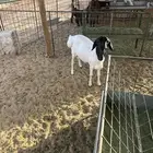 بربري مربى ثني