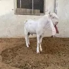 تيس ابيض مشروع فحل