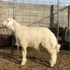 طلي حري مشروع فحل