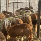 طليان سواكن تربية العدد 30