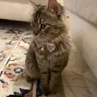 تبني