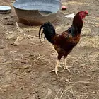 ديك بكستاني غير مريض