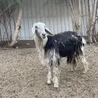 العرض رحل وخروف