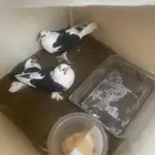 حمام