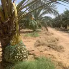 رطب للبيع برحي وسكري واخلاص