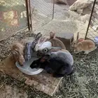 الموقع وادي ابن هشبل ارانب ايطلي