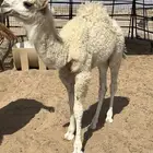 تم البيع خارج الموقع