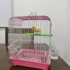 ذكر كناري شرط تغريد