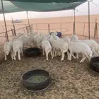 بهم حري