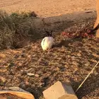 ذكر ارنب بابون