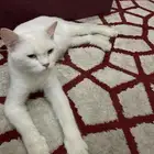 قطه أنثى شيرازي حامل
