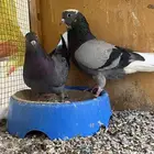 اجواز قطايف و قنادي