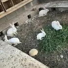 للبيع أرانب