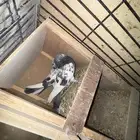 حمام باكستاني تيدي قولدن لاكا كواسير