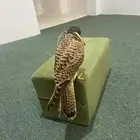 شبوط على الشرط للبيع