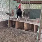 طقم ديك مع دجاجتين افرق تاج